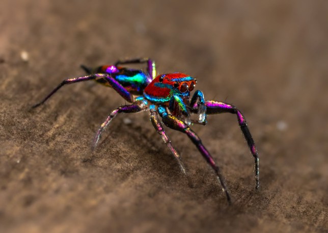 ragno piu colorato del mondo