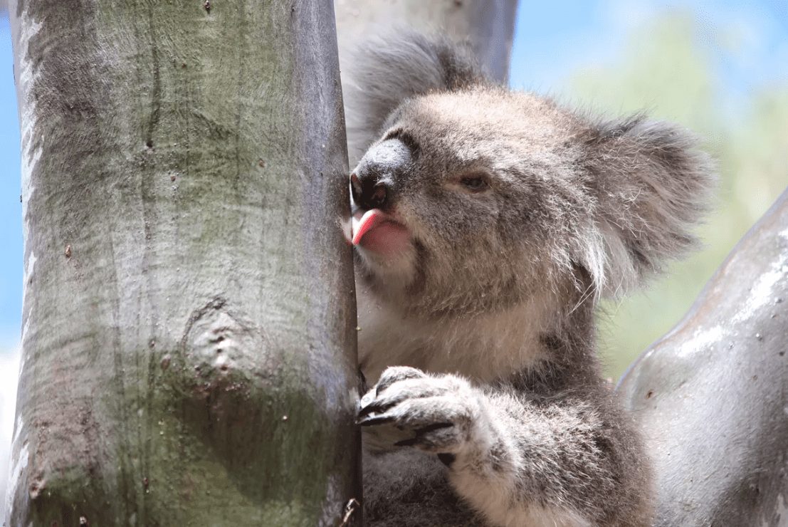 koala